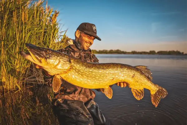 Un pêcheur souriant tient un énorme brochet, un poisson carnassier aux reflets dorés, au bord d'un lac au coucher du soleil.