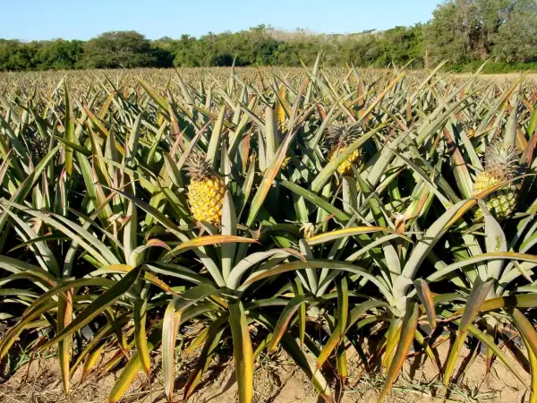 Campo di coltivazione di ananas in Sicilia, con frutti maturi e foglie verdi che si estendono all'orizzonte sotto un cielo azzurro.