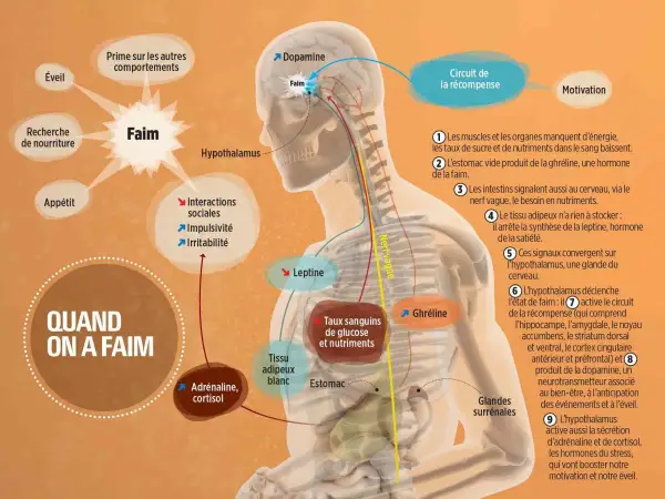 Schéma expliquant la sensation de faim : l'hypothalamus, la ghréline, la leptine et le circuit de la récompense sont impliqués.