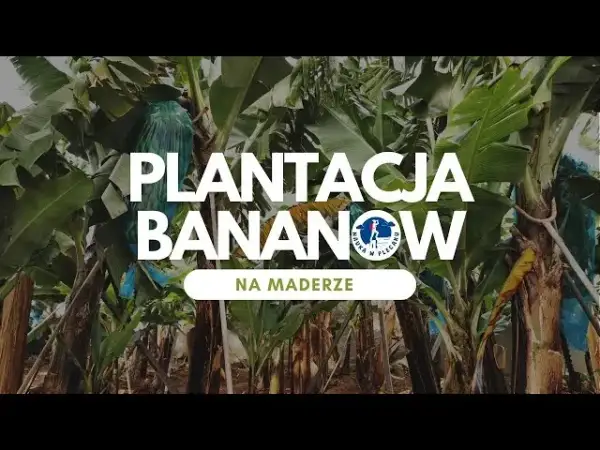 Gdzie rosną banany? Odwiedź plantacje na Kanarach i Maderze!
