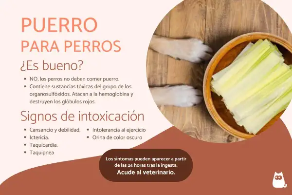 ¡Cuidado! Los gatos pueden comer puerro, pero los perros no. El puerro es tóxico para ellos, atacando sus glóbulos rojos.