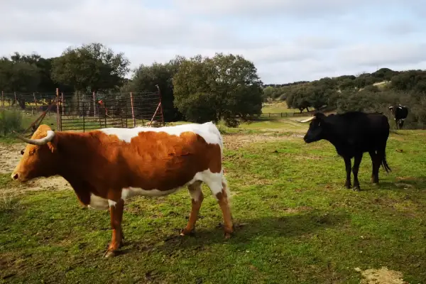 Un toro negro y una vaca parda y blanca pastan en un campo verde.