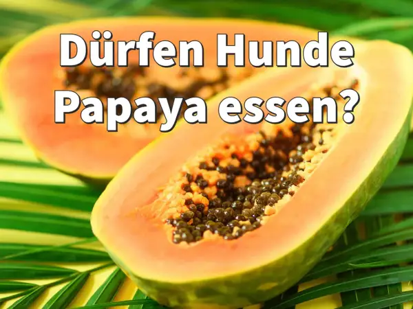 Zwei Hälften einer Papaya liegen auf grünen Blättern. Die Frage "Dürfen Hunde Papaya essen?" ist darüber geschrieben.