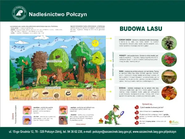 Ilustracja przedstawia różne warstwy lasu: korony drzew, podszyt, runo i ściółkę, z opisami i przykładami organizmów.