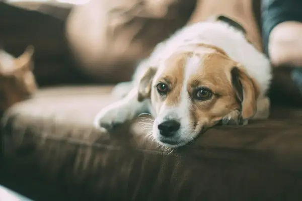 Smutny piesek leży na kanapie, jego oczy sugerują anemia u psa.