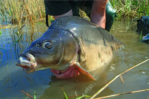 Ein Angler hält einen riesigen Karpfen im Wasser. Man fragt sich, wie alt diese beeindruckenden Fische werden können.