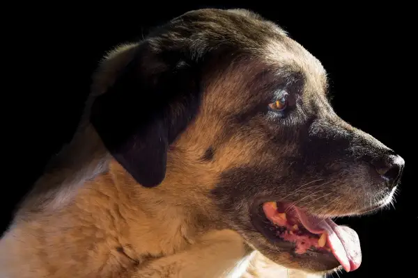 Un majestuoso kangal perro, con su mirada penetrante y pelaje dorado, descansa en la oscuridad.