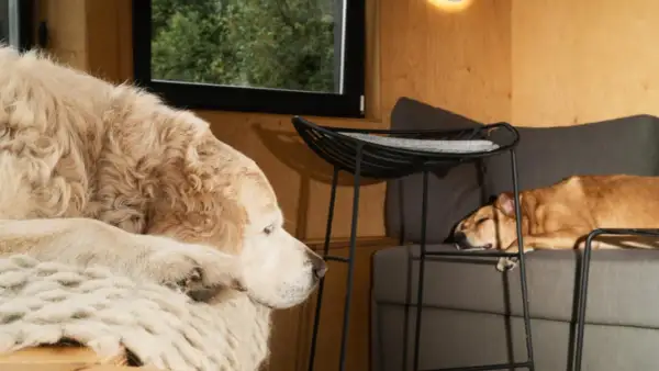 Un perro grande y peludo descansa sobre una manta, mientras otro perro duerme en un sofá. Parecen estar en una sesión con un psicólogo de perros.