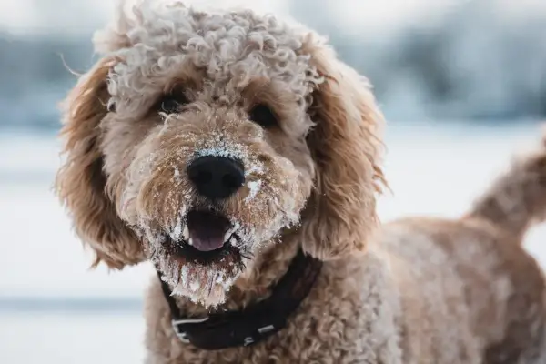 Ein fröhlicher Aussiedoodle mit Schnee im Fell und auf der Schnauze, bereit für Winterabenteuer. Sein Charakter ist verspielt und liebenswert.
