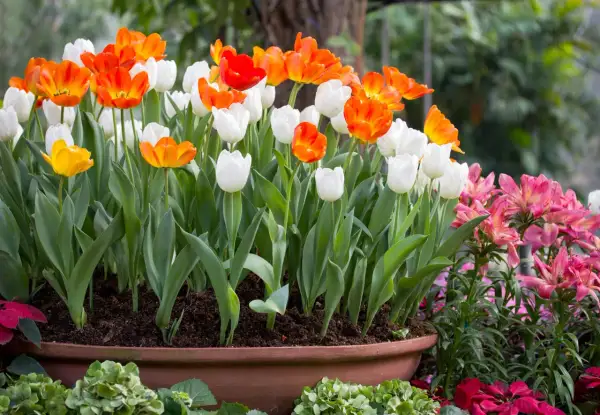 Cuando plantar tulipanes en maceta para un jardín espectacular en otoño