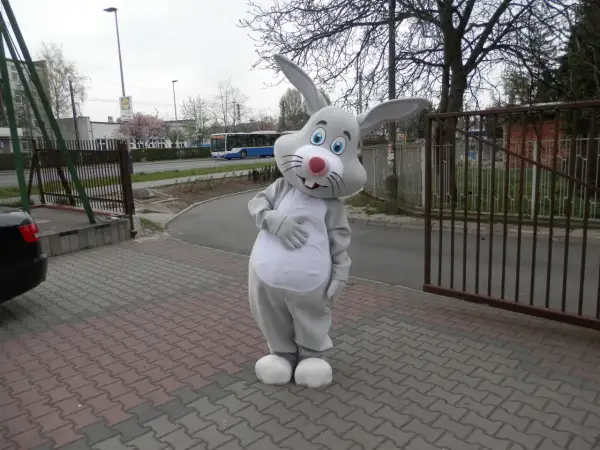 Strój zająca z dużymi uszami i białym brzuchem stoi na chodniku z kostki brukowej.