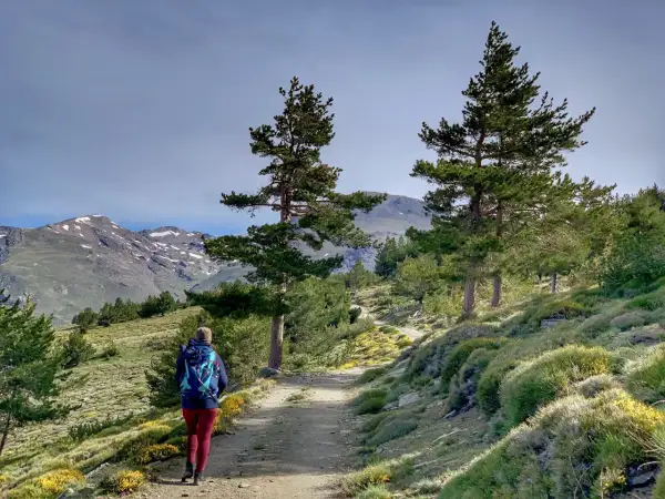 Senderista camina por un sendero de montaña, disfrutando de las vistas de las cumbres nevadas y la vegetación. Un día perfecto para las rutas de senderismo en Capileira.