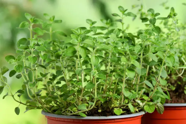Plantes d'origan en pot, prêtes pour la culture. Leurs feuilles vertes et leurs tiges fines promettent une saveur intense.