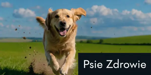 Szczęśliwy piesek biegnie przez łąkę, a na dole napis "Psie Zdrowie". Pamiętaj o antybiotyku dla psa, gdy jest chory.