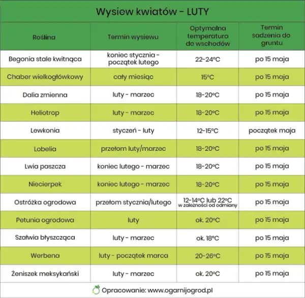 Jakie kwiaty siejemy w lutym, aby uzyskać piękne ogrody?