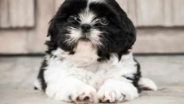 Czy shih tzu uczula? Odkryj prawdę o alergiach i psach