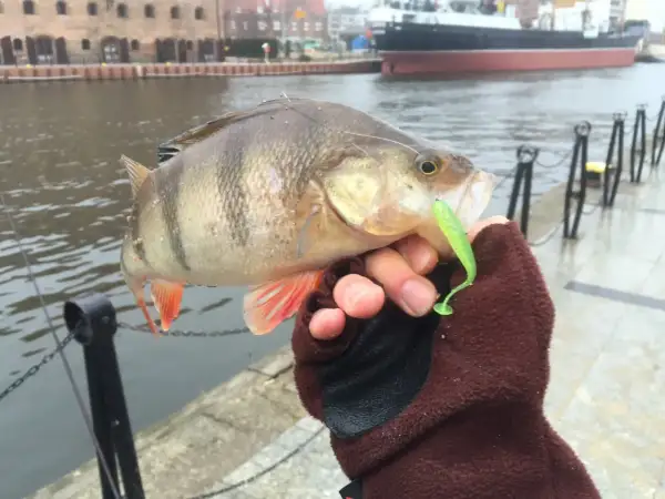 Okoń złowiony na zielony dropshot, trzymany w rękawiczce nad wodą.