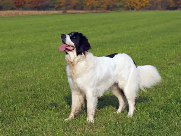 Ein großer, schwarz-weißer Landseer mit treuem Blick und wedelndem Schwanz steht auf einer grünen Wiese. Sein sanfter Landseer Charakter strahlt Ruhe aus.