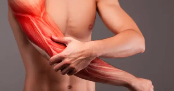 Widok mięśni ramienia, w tym bicepsu, z zaznaczonymi włóknami mięśniowymi.