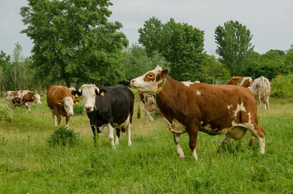 Kilka krów na zielonej łące. Zastanawiasz się, ile kosztuje krowa?