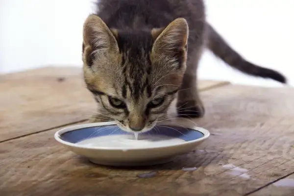 Es mala la leche para los gatos: efectos negativos y alternativas seguras