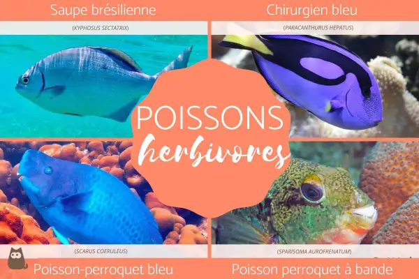 Quatre poissons herbivores : une saupe brésilienne, un chirurgien bleu, un poisson-perroquet bleu et un poisson perroquet à bande.
