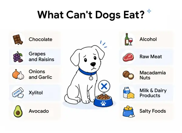 Sad dog illustration lists what dogs can't eat: chocolate, grapes, onions, xylitol, avocado, alcohol, raw meat, macadamia nuts, dairy, and salty foods.