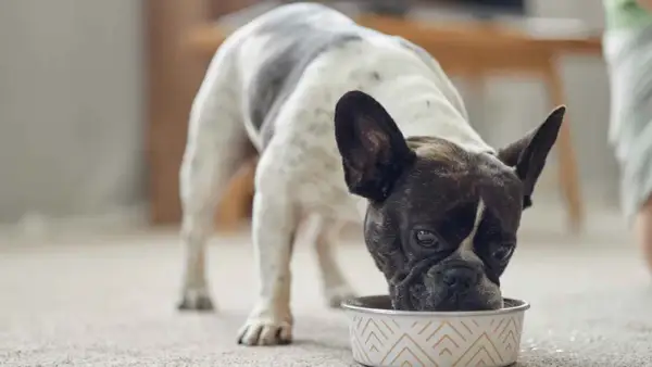 Un bulldog francés con manchas blancas y negras come de un cuenco, disfrutando de su dieta blanda para perros.