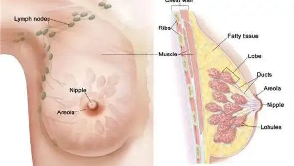 Anatomia piersi: widok zewnętrzny z brodawką i otoczką, oraz przekrój ukazujący tkankę tłuszczową, gruczoły, przewody i wglebienie w piersi.