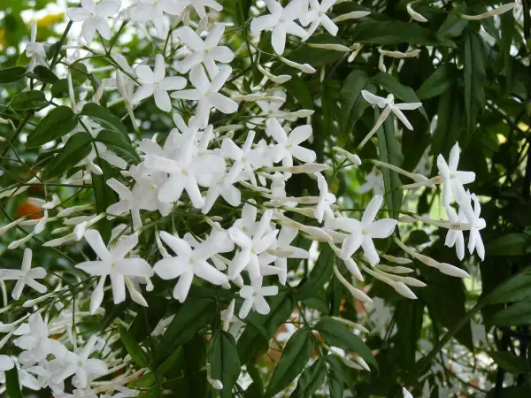 Weiße Jasminblüten ranken sich üppig. Ob Jasmin winterhart ist, fragt man sich angesichts dieser Pracht.