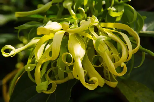 Kwiaty ylang ylang, o delikatnych, zwiniętych płatkach, kuszą egzotycznym zapachem.