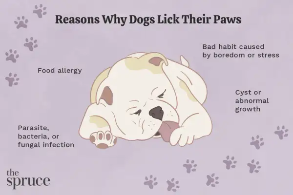 Illustration showing a dog licking its paw, with text listing reasons for excessive licking: food allergy, infection, growth, or boredom/stress.
