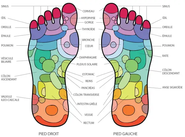 Carte des points pieds correspondant aux organes. Chaque zone du pied est reliée à une partie du corps.