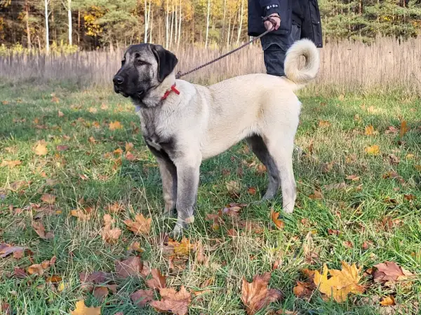 Piękny kangal na spacerze jesienią. Zastanawiasz się nad kangal cena? Ten pies to wspaniały towarzysz.