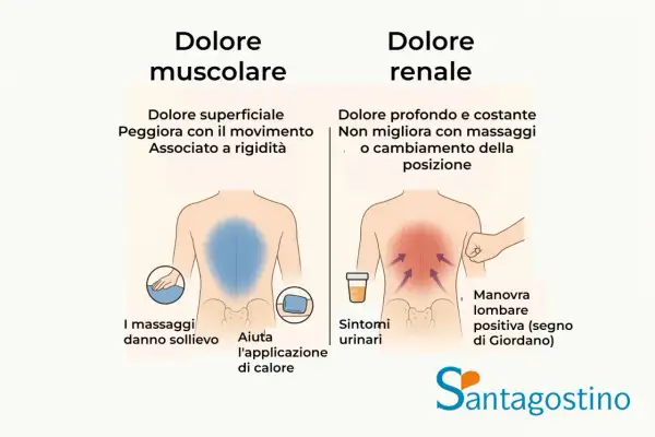 Confronto tra dolore muscolare e renale. Il dolore muscolare è superficiale, peggiora col movimento e dà sollievo con massaggi e calore. Il dolore renale è profondo, costante, associato a sintomi urinari e manovra lombare positiva.