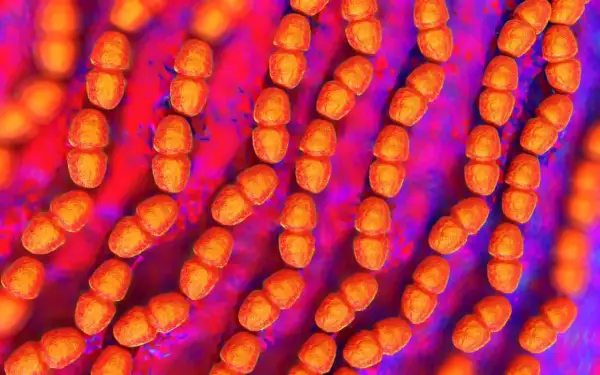 Złociste, ziarniste skupiska bakterii, przypominające paciorki, to Enterococcus faecalis. Tworzą one łańcuszki, unosząc się w fioletowo-czerwonym środowisku.