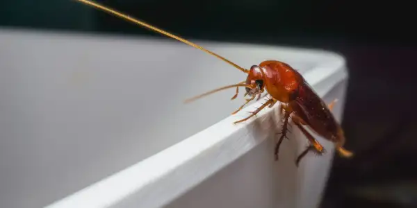 Un cafard brun sur le bord d'un récipient blanc. Une image pour illustrer comment se débarrasser des cafards naturellement.