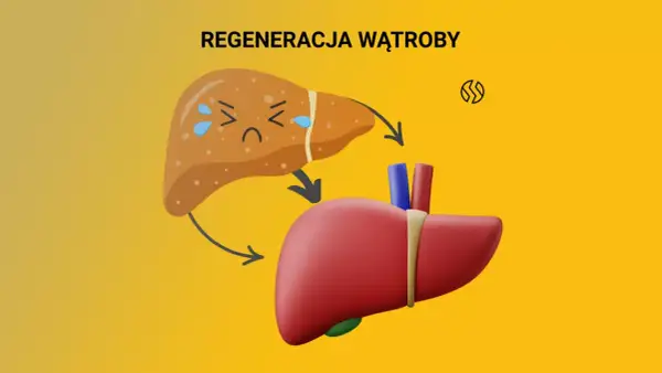 Ilustracja przedstawia proces regeneracji wątroby. Smutna, chora wątroba przechodzi transformację w zdrową, czerwoną. Dowiedz się, czym zregenerować wątrobę.