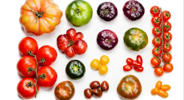 Variedad de tipos de tomate: grandes, morados, verdes, rojos y amarillos, dispuestos en filas sobre fondo blanco.