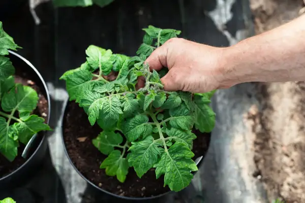 En hand petar bort en tjuvskott tomatplanta för att ge mer plats åt huvudplantan.