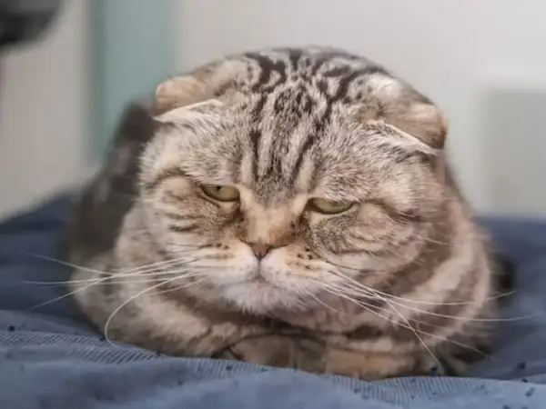 Gato atigrado con ojos tristes, acurrucado, como se despide un gato antes de morir, con una mirada melancólica.