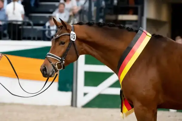 Brauner Hengst mit Zopf und deutscher Fahne, bereit für die Körung.
