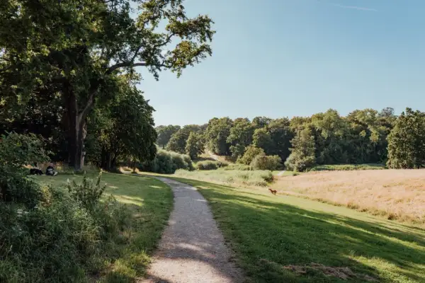 Ein Hund rennt über eine sonnige Wiese im Jenischpark Hamburg. Ein Weg schlängelt sich durch grünes Gras und Bäume.