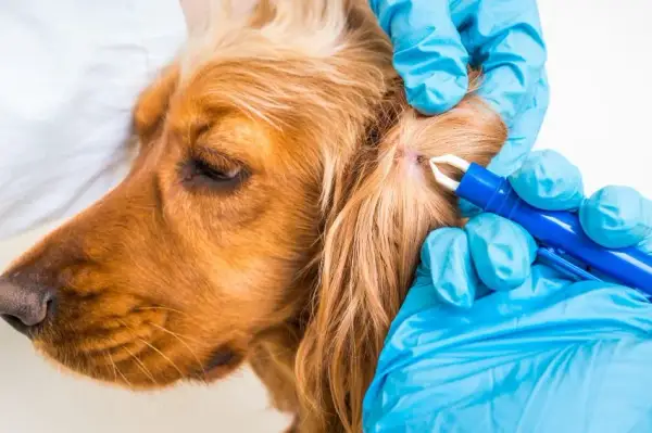 Cómo actuar si a mi perro le ha picado una garrapata y evitar problemas
