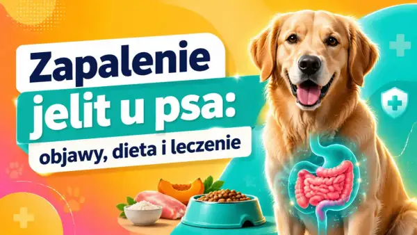 Zapalenie jelit u psa: objawy, dieta i leczenie. Grafika przedstawia psa z widocznym układem pokarmowym, miską karmy i składnikami diety.