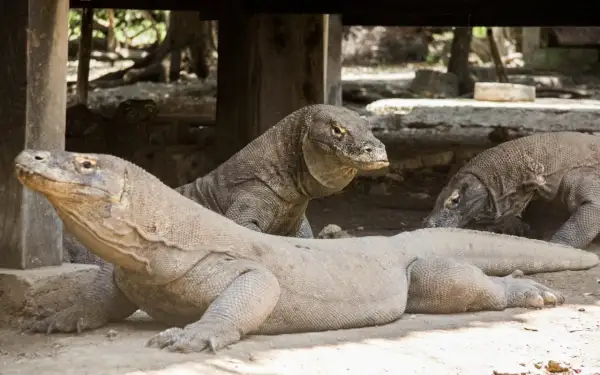 Kilka waranów na wyspie Komodo odpoczywa w cieniu.