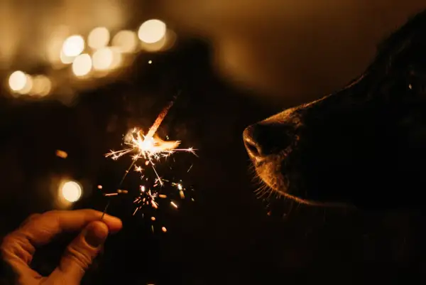 Ein Hund will nach Silvester nicht mehr raus. Seine Nase schnuppert neugierig an einem Wunderkerzen-Funken, während im Hintergrund Lichter verschwimmen.