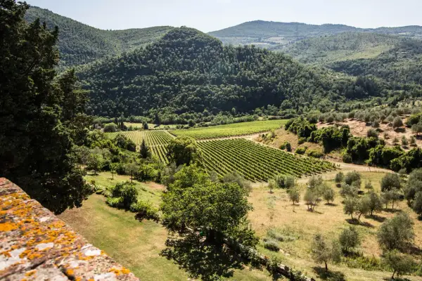 Widok z murów Castello del Trebbio na toskańskie wzgórza, winnice i gaje oliwne.