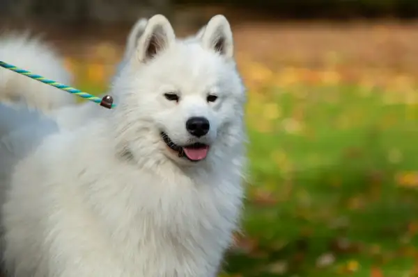Uroczy samoyed z gęstą, białą sierścią, która sprawia, że wygląda jak chmurka. Czy samoyed ma włosy? Oczywiście, i to jakie!