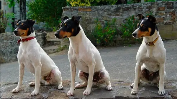 Tres perros bodegueros, blancos con manchas negras y marrones, sentados en un muro de piedra.